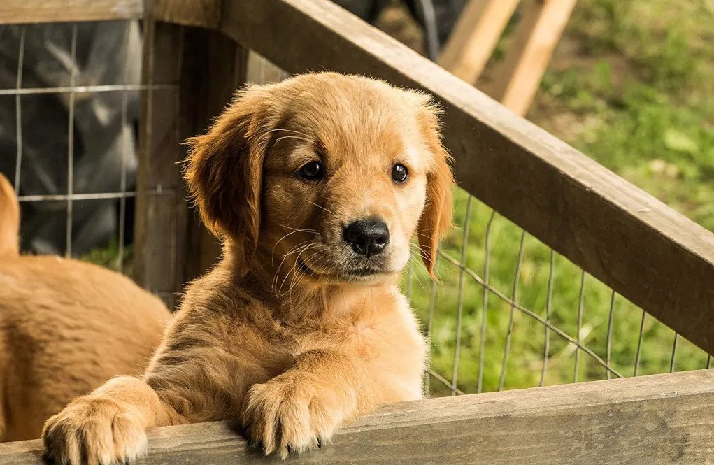 Attraverso i miei occhi - Razzo e nome del cane Enzo