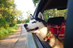 Le regole per la museruola del cane
