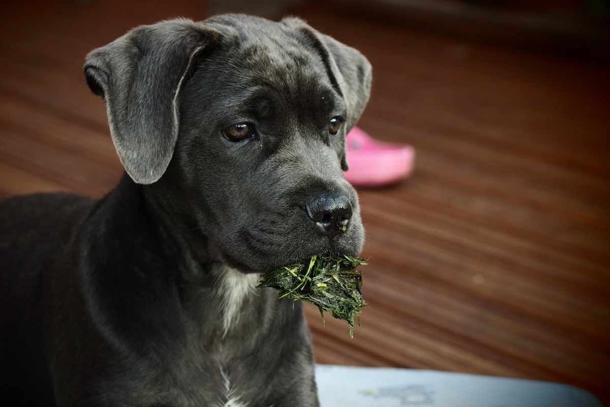 Le multe per il cane senza museruola